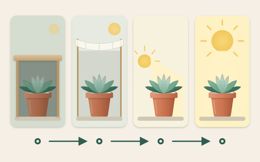 Four positions in a row joined by arrows, showing the same pot moving from deep shade to bright shade, morning sun and full sun