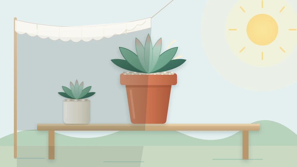 A potted rosette succulent on an outdoor table, half shaded by a sheer cloth canopy and half in sun