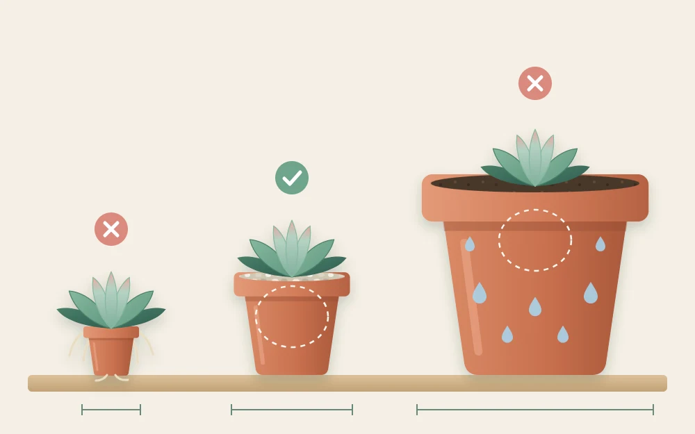 Three pots of increasing size in a row, each holding the same small rosette succulent: too small, a good fit, far too large