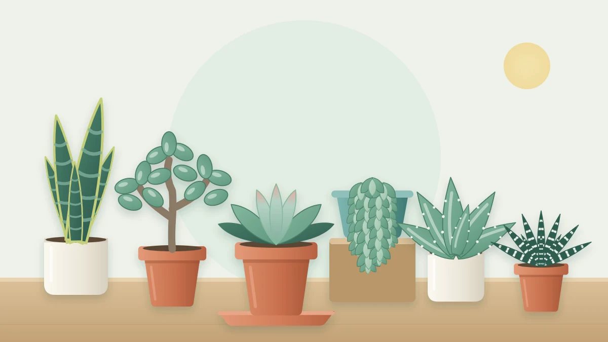 Six different potted succulents on a table: a blue-green rosette, a jade plant, a striped haworthia, a trailing burro's tail, a small aloe and a snake plant