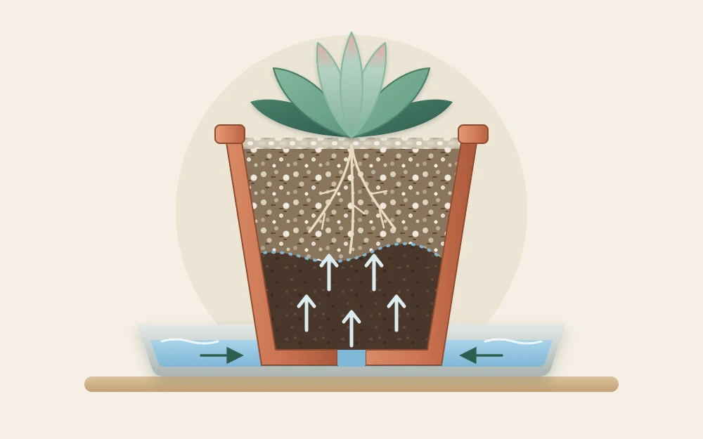 Cutaway side view of a pot standing in shallow water, with small arrows showing moisture rising through the soil from the drainage hole