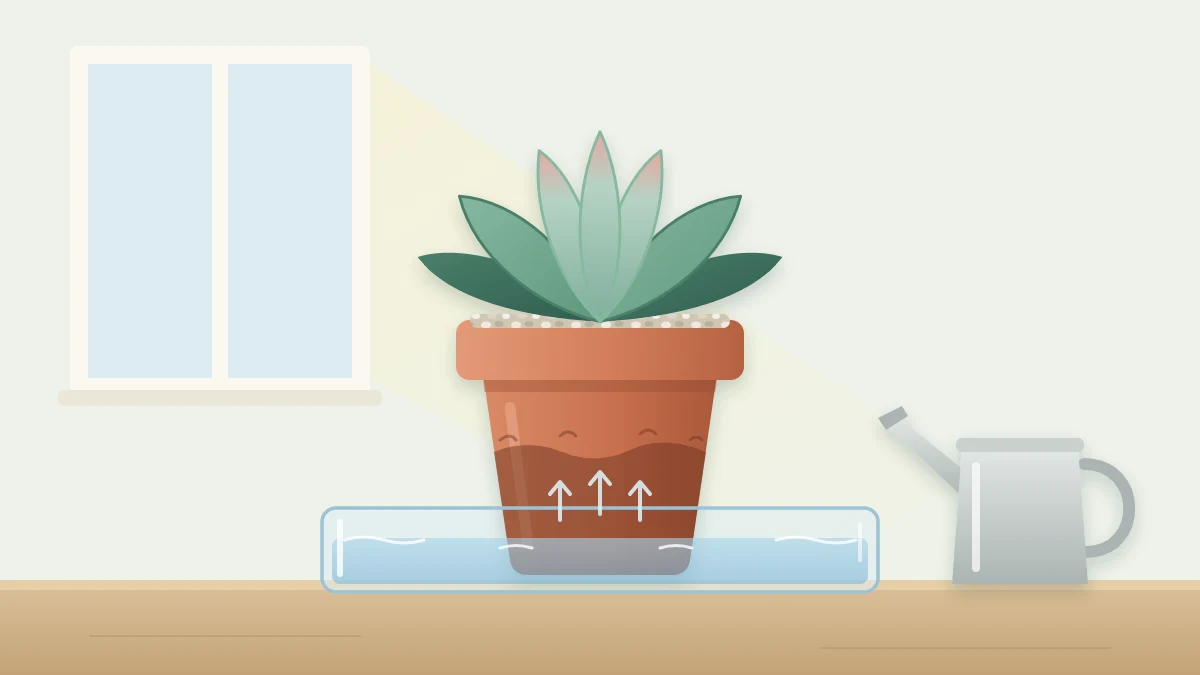 A terracotta pot with a rosette succulent standing in a shallow tray of water, the lower half of the pot darker with moisture