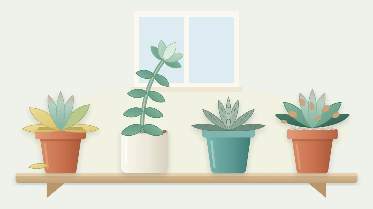 Four potted succulents in a row showing yellowing lower leaves, a stretched leaning stem, wrinkled leaves and brown leaf patches