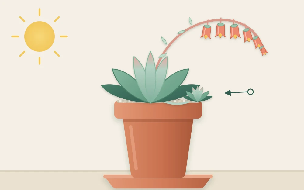 Side view of an echeveria with a tall arching flower stalk of small bell-shaped coral flowers and a small offset at its base