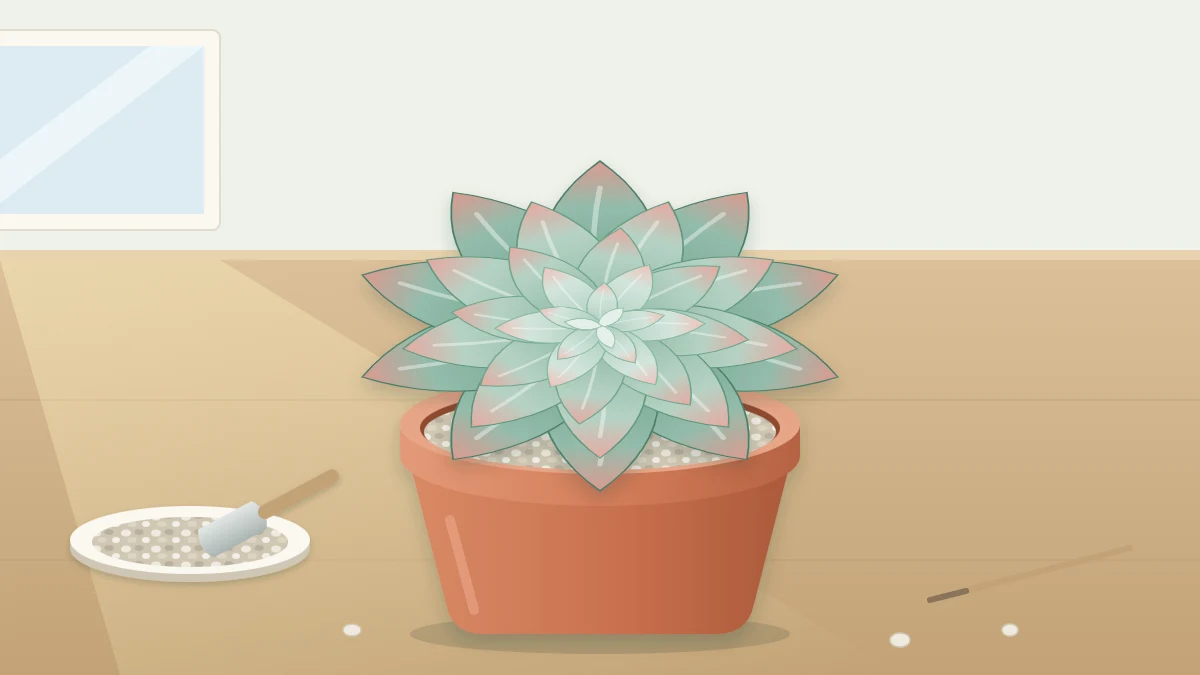 A large blue-green echeveria rosette with pink-tipped leaves in a terracotta pot, seen from above at an angle