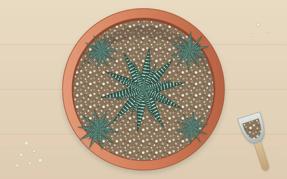 A clump of haworthia in a shallow pot seen from above, with one large plant surrounded by four small offsets