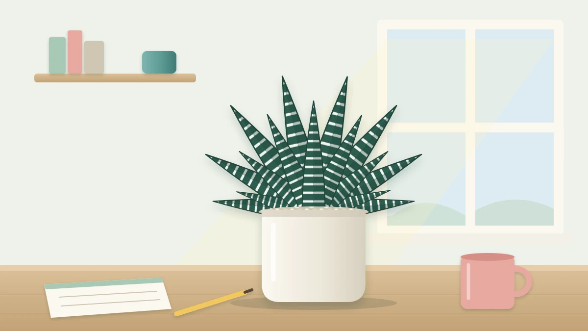 A zebra haworthia with dark green pointed leaves banded with white stripes in a small pale ceramic pot on a desk near a window