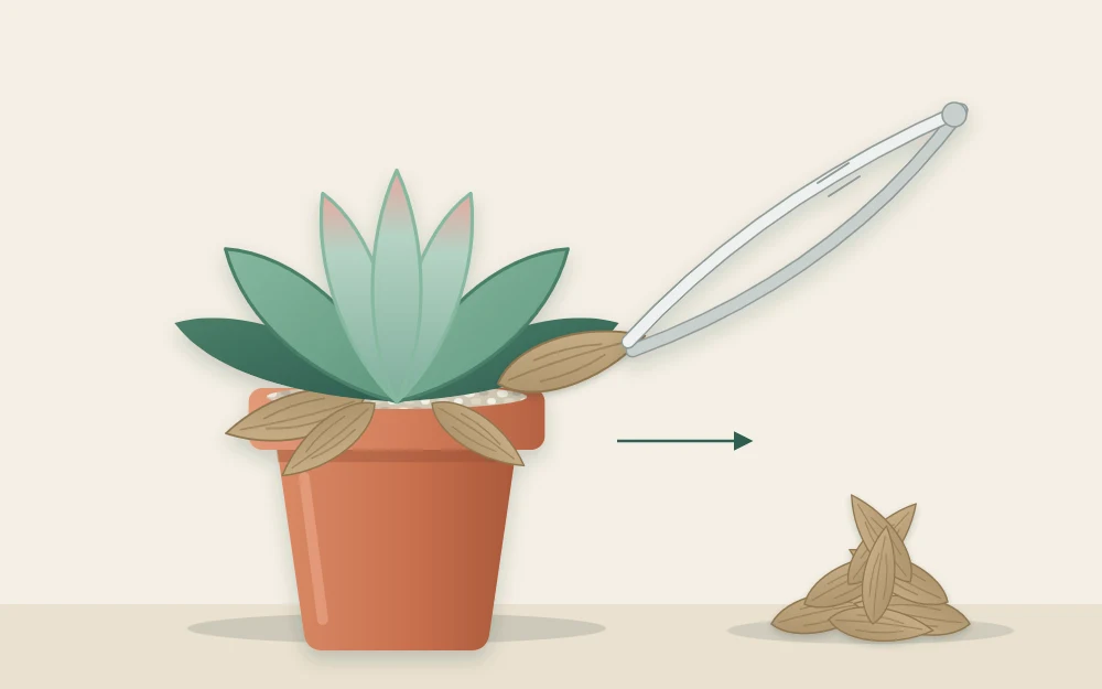 Tweezers lifting a dry, papery leaf from the base of a rosette, with a small pile of removed leaves beside the pot