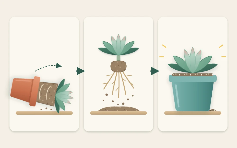 Three steps in a row: a plant sliding out of a tipped pot, the root ball with old soil crumbled away, and the plant set in a new pot