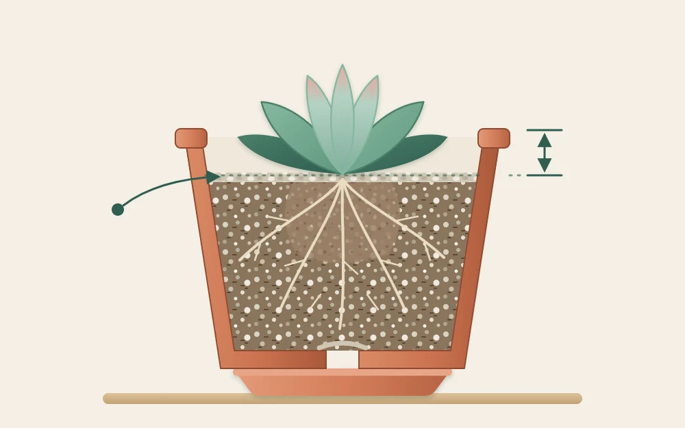 Cutaway of a newly repotted succulent with roots spread in gritty mix, the plant at soil level and a gap below the pot rim