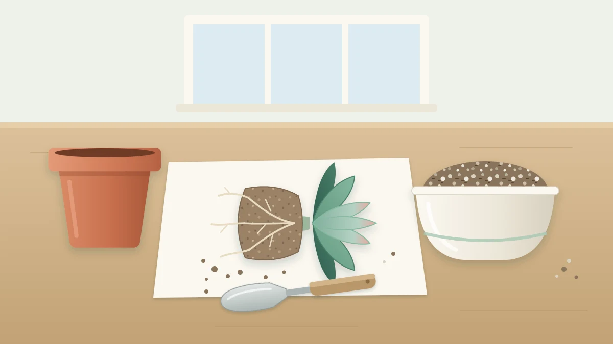 A rosette succulent lying on its side with its root ball exposed beside an empty terracotta pot, a bowl of gritty mix and a small trowel