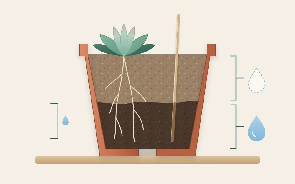 Cutaway terracotta pot with a wooden skewer pushed deep into soil that is pale and dry above, darker and damp below