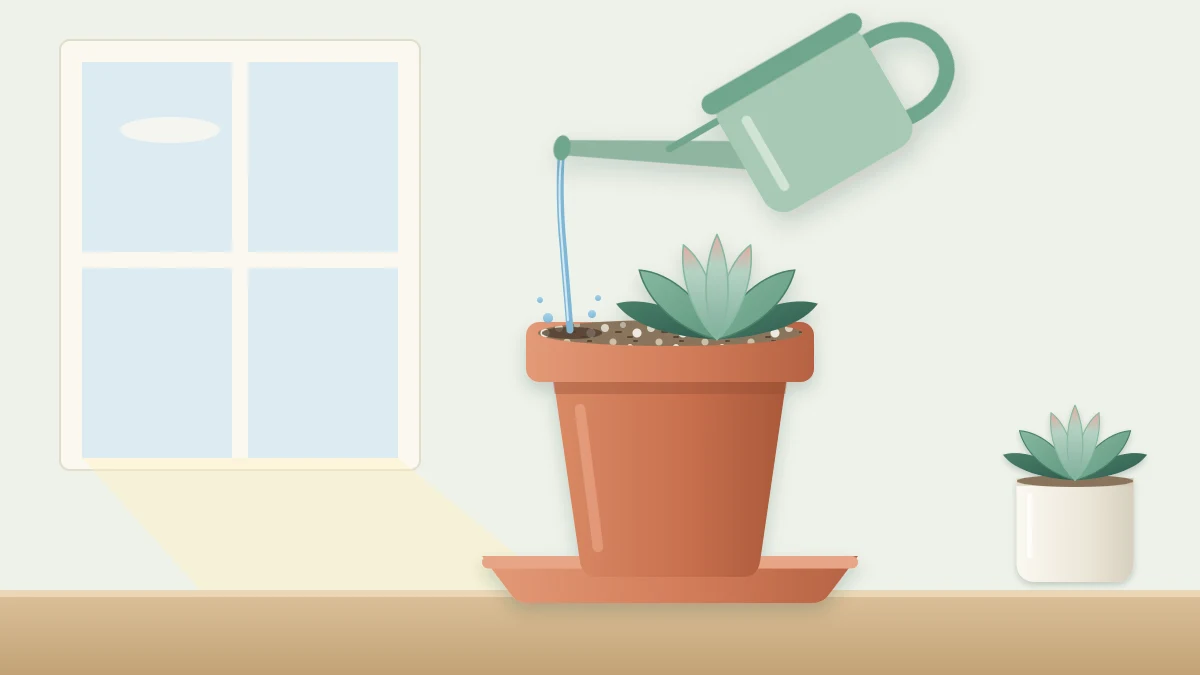 A small long-spout watering can pouring a thin stream onto the soil of a rosette succulent in a terracotta pot on a saucer