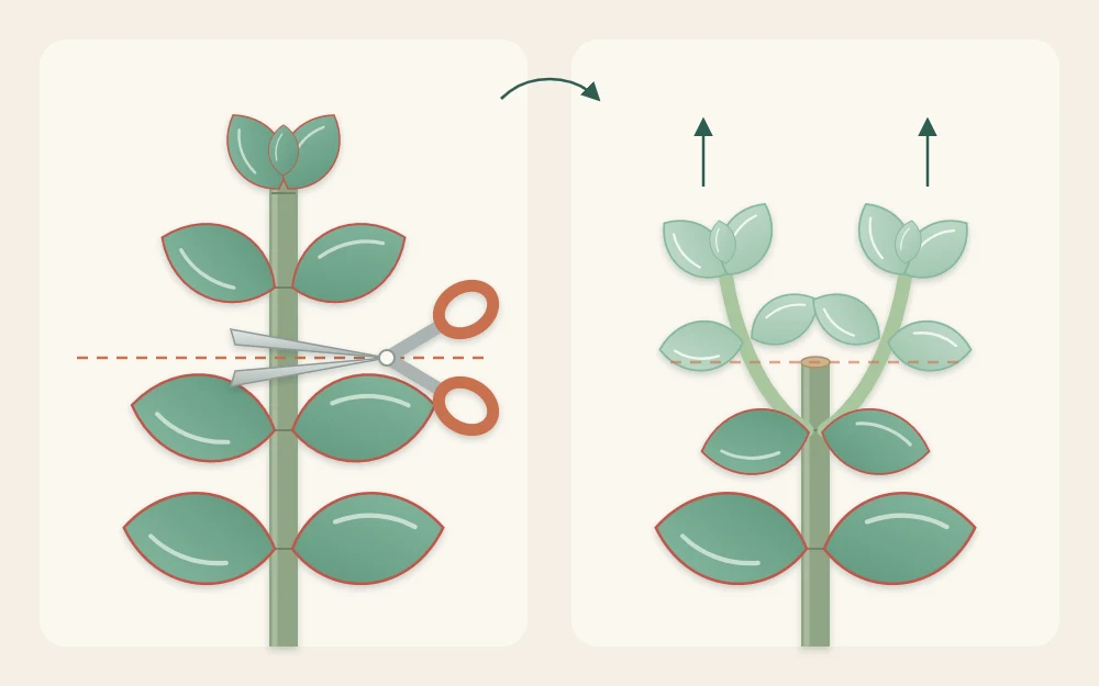 A jade branch tip with small scissors positioned just above a pair of leaves, beside a cut branch that has grown two new shoots