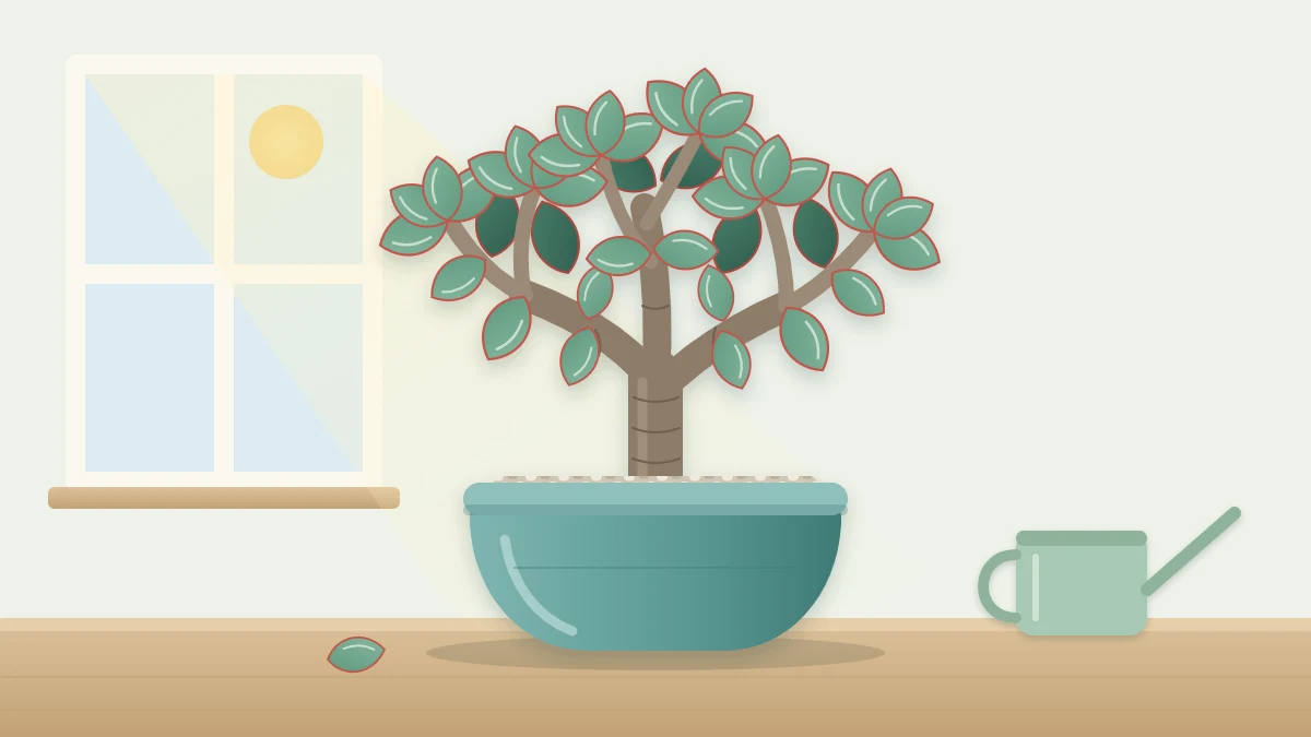 A small tree-like jade plant with a thick brown trunk and glossy oval green leaves edged in red, in a heavy round ceramic pot