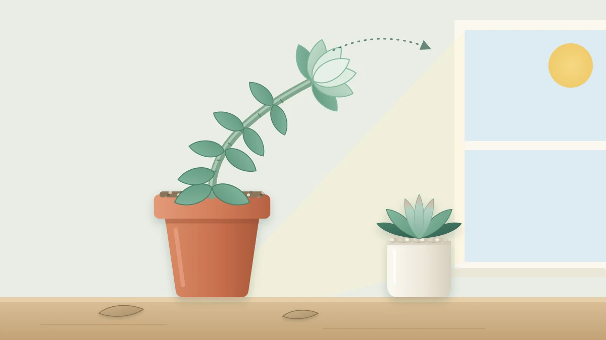 A tall, stretched rosette succulent with a long bare stem and widely spaced leaves leaning toward a window