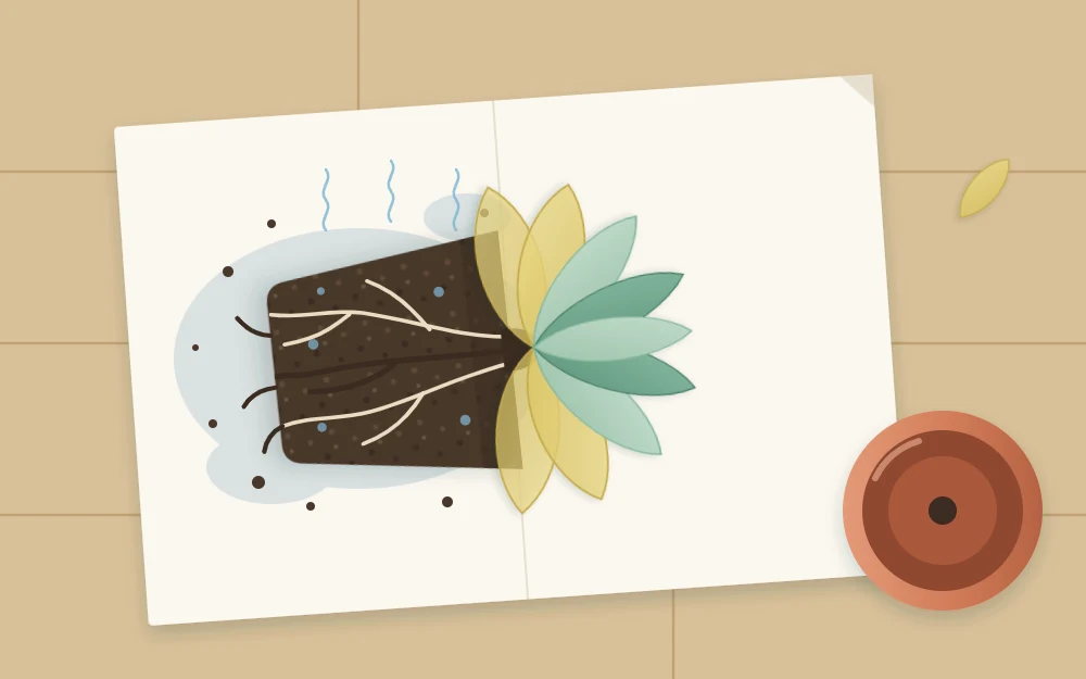 A succulent lifted out of its pot and resting on paper with its wet, dark root ball exposed to the air
