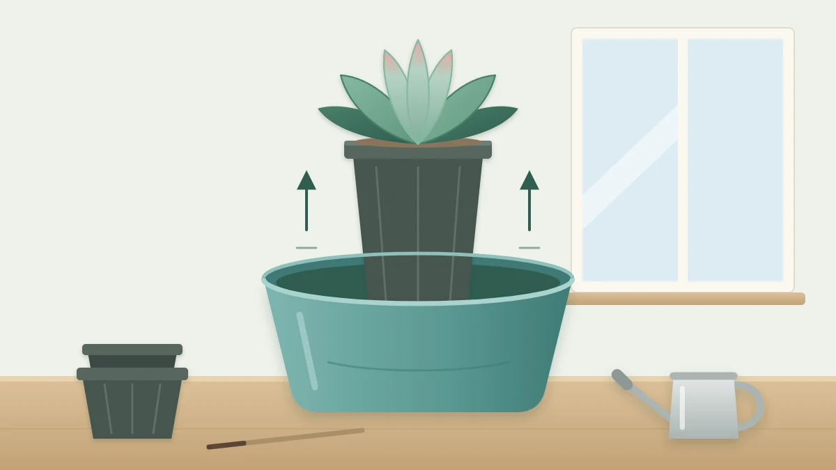 A glazed ceramic bowl with no hole holding a small plastic nursery pot with a rosette succulent, the inner pot lifted slightly