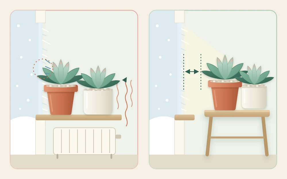 Pots pressed against a frosty window above a radiator, compared with pots on a small stand set back from the glass