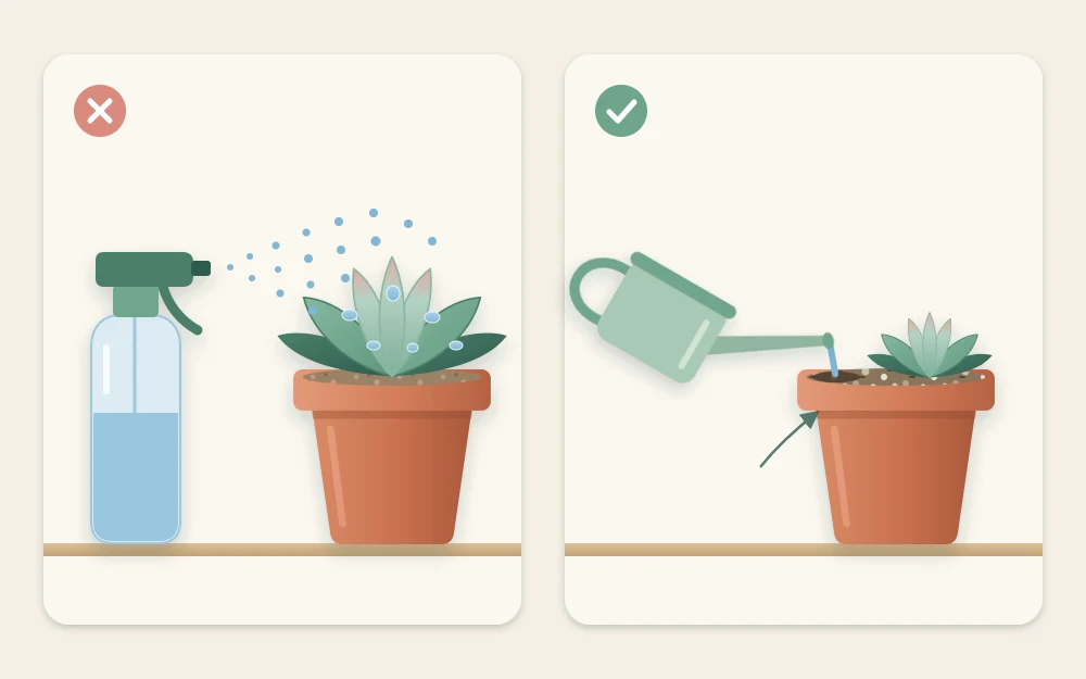 Before and after pair: a spray mister aimed at a rosette on the left, a watering can pouring at soil level on the right