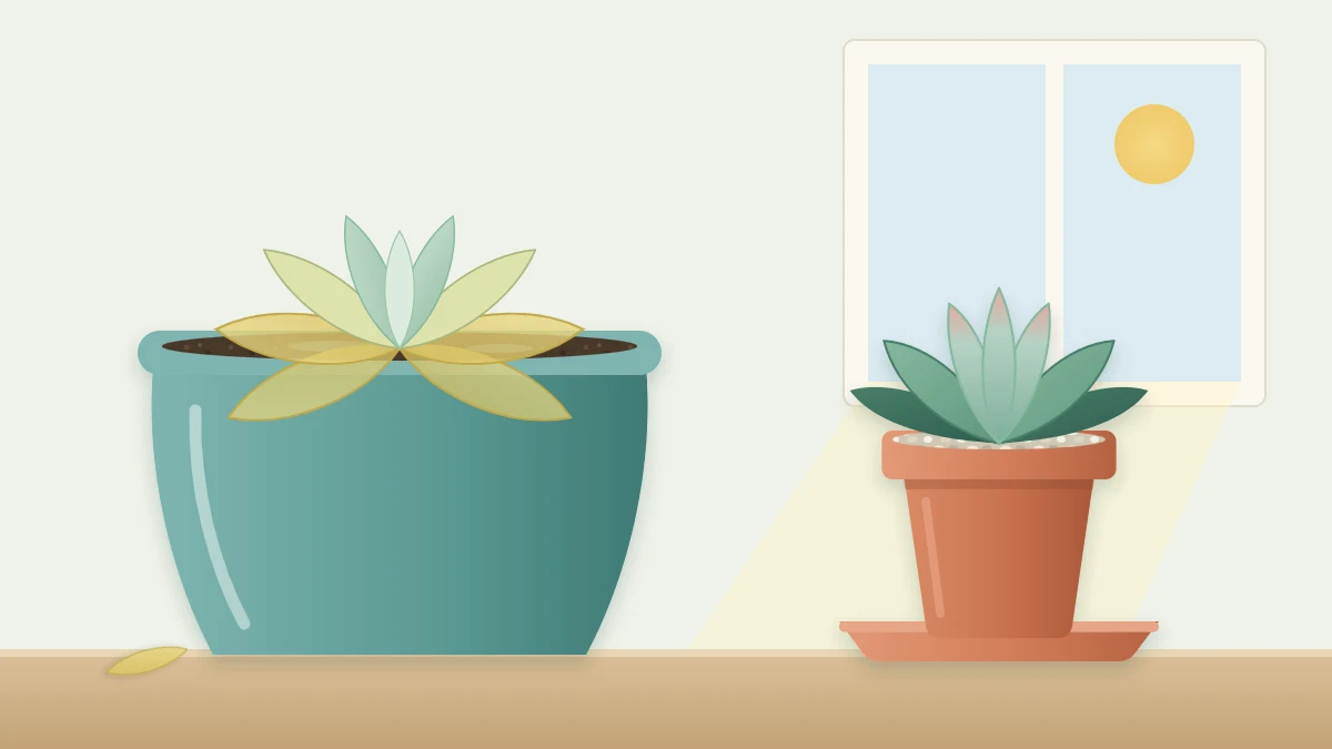 A droopy pale succulent in an oversized glazed pot with no saucer beside a compact healthy rosette in a small terracotta pot