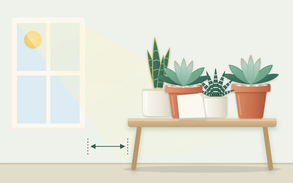 Potted succulents grouped on a table a short distance from a window, with a small blank note card propped against one pot