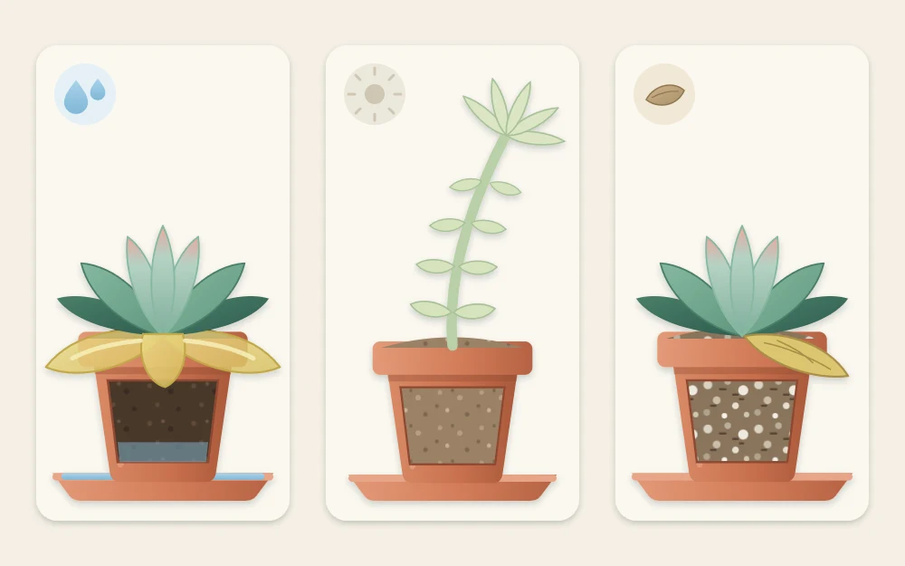 Three potted rosettes: one with soft swollen yellow lower leaves in dark wet soil, one pale and stretched, one with a single dry yellow leaf at the base