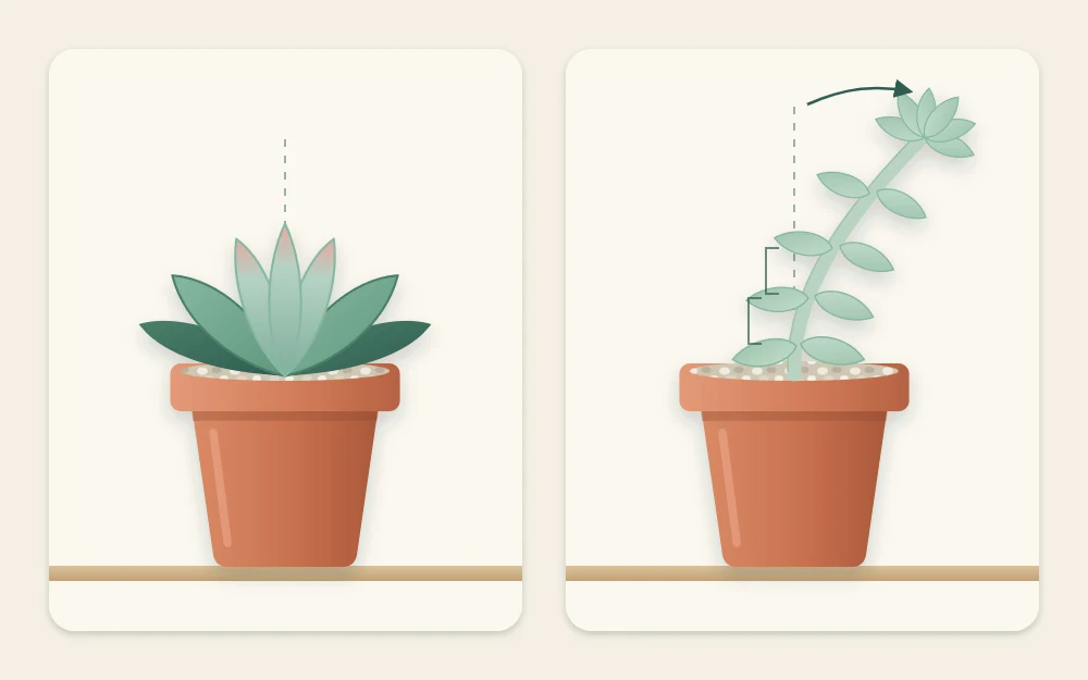 Two potted rosette succulents: a compact tight one on the left and a tall stretched one leaning sideways on the right