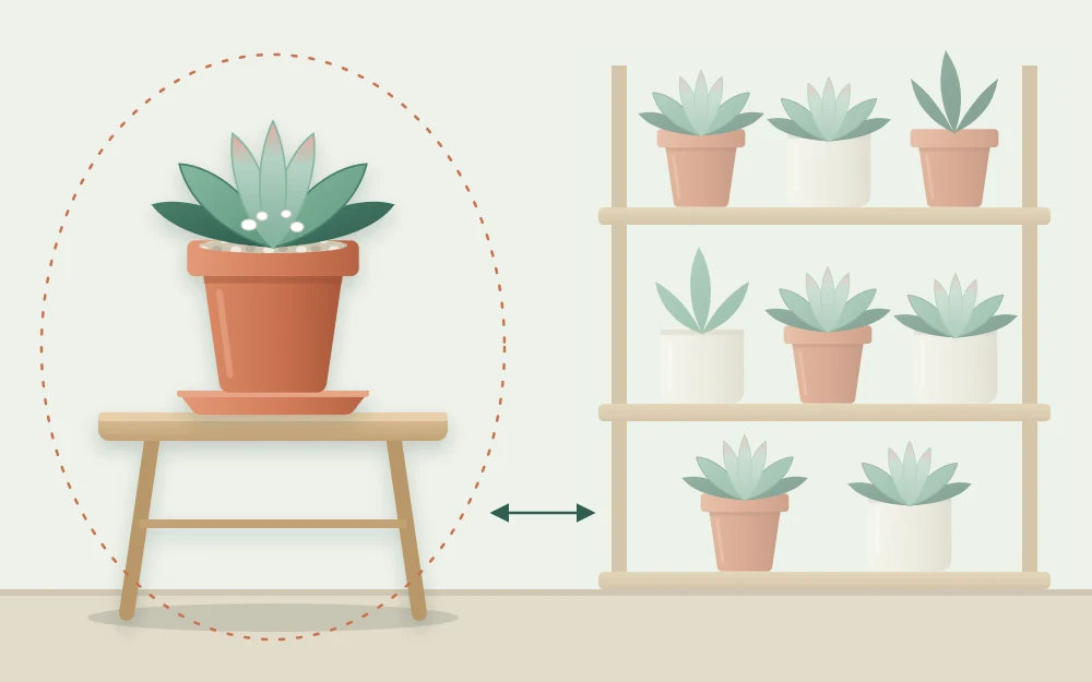 A single potted succulent set apart on its own small table, away from a shelf of other plants