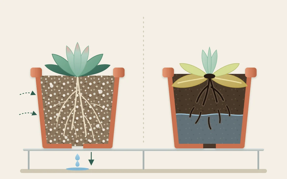 Cutaway of two pots: healthy pale roots in airy gritty mix on the left, dark collapsing roots in waterlogged dense soil on the right