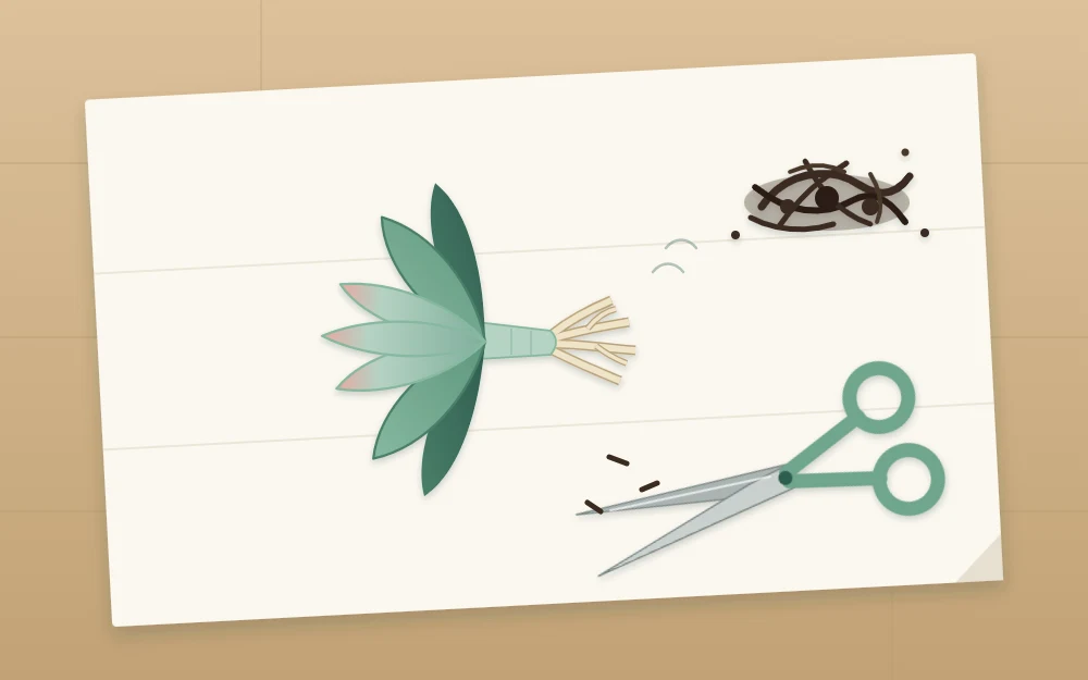 A trimmed succulent with short pale roots drying on a paper sheet beside clean scissors and a pile of removed dark roots