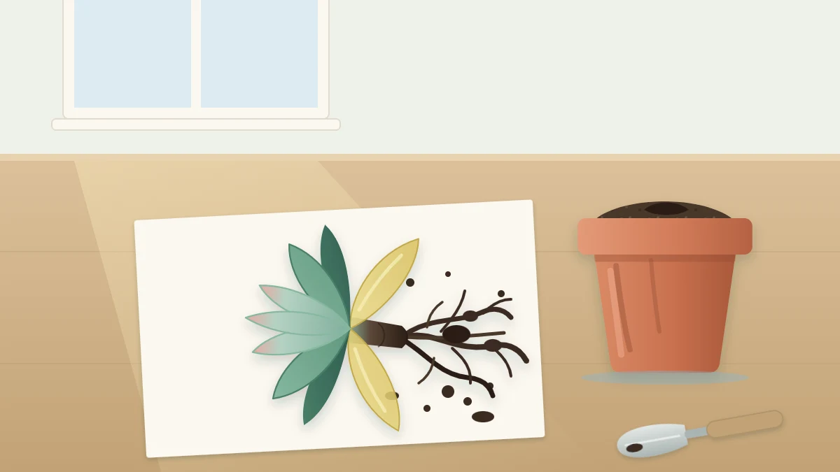 A succulent lifted from its pot with dark limp mushy roots and a blackened stem base, lying beside the pot of wet soil