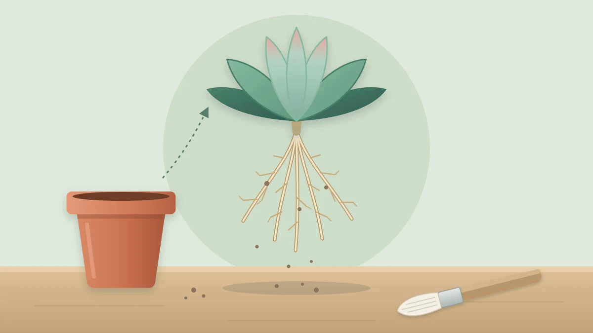 A rosette succulent held above a table with pale healthy roots hanging in a loose fan, beside its empty pot and a soft brush