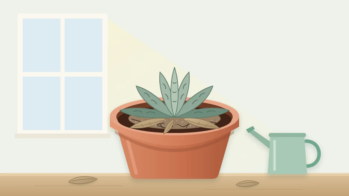 A potted rosette succulent with wrinkled, deflated leaves and dry crisp lower leaves in cracked soil that has shrunk from the pot wall