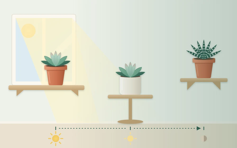 A window seen from inside with pots on the bright sill, on a side table in softer light and on a far shaded shelf